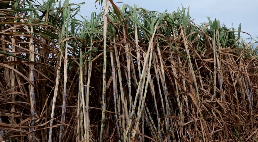 LSU AgCenter researchers examine Brazilian sugarcane technology